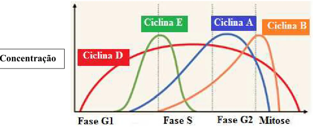 Figura 6 - Fases do ciclo celular em que as ciclinas atuam. Adaptado de Biology, (2016).