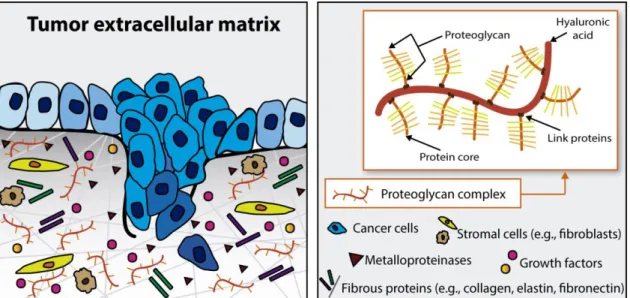 Figure  3.  HA  interaction  with  cell  surface  receptors  (CD44  and  RHAMM)  influences  cellular  differentiation,  survival,  proliferation,  migration  and  its  chemoresistance  by  activating  intracellular  signaling pathways.