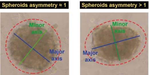 Figure  9.  Determination  of  spheroids  asymmetry.  The  size  of  spheroids  major  and  minor  axis  was  determined  by  ImageJ  in  order  to  calculate  spheroids  asymmetry