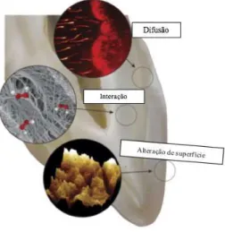 Figura  4  -  As  3  etapas  do  branqueamento  dentário:  difusão,  interação  e  alteração  da  superfície