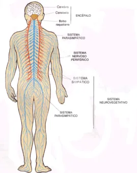 Figura 8: Sistema nervoso central (SNC) 