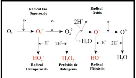 Figura  2.  Representação  esquemática  da  formação  de  radicais  livres  (adaptado de Pruchniak et al., 2015)