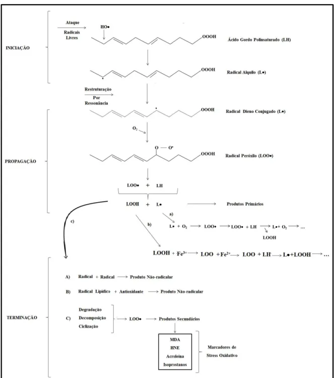 Figura  3.  Esquema  representativo  do  processo  de  peroxidação  lipídica.  a)  via  de  reiniciação  da  fase  de  propagação  utilizando  o  radical  dieno  conjugado(L);  b)  via  de  reiniciação  da  fase  de  propagação  utilizando lipohidroperóxi