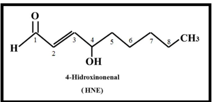 Figura  4.  Fórmula  Estrutural  do  4-Hidroxinonenal  (adaptado de Schwarzer et al., 2015)