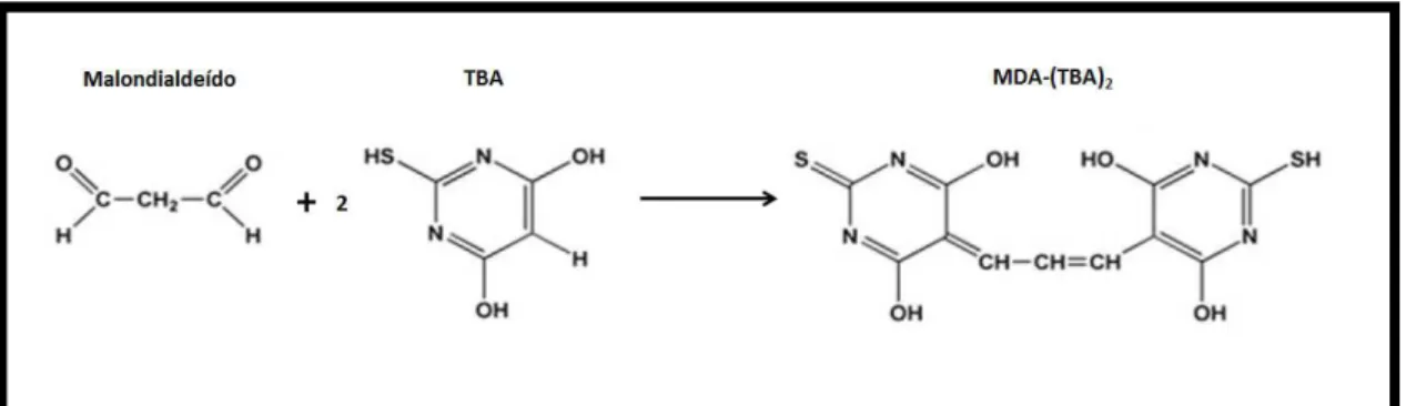 Figura  6.  Reação  entre  o  MDA  e  o  TBA  com  consequente  formação  de  um  composto  vermelho  fluorescente (MDA-TBA 2 ) (adaptado de Santos-Fandila et al., 2014)