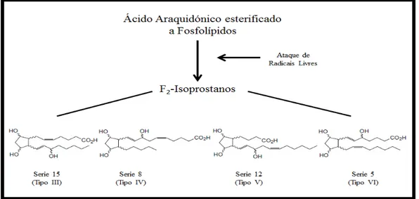 Figura  8.  Imagem  esquemática  da  formação  de  F 2 -Isoprostanos  e  os  seus  quatro  regioisómeros (adaptado de Cracowski &amp; Durand, 2002)