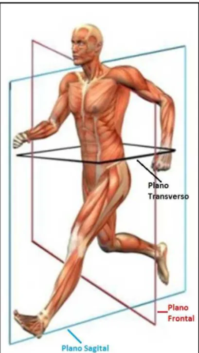 Figura 8: Planos do Corpo Humano – adaptado de (Progression7)