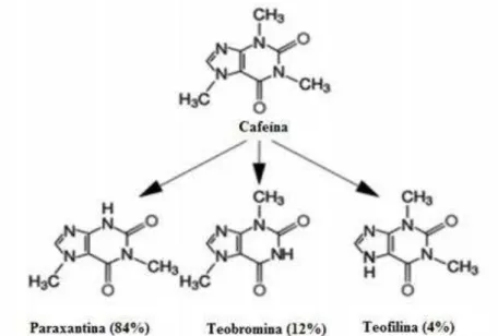 Figura 1.1.  Estruturas  químicas  da  cafeína  e  dos  metabolitos  e  percentagem  de  formação  correspondente