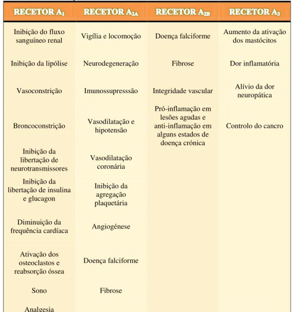 Tabela 1.1. Alguns  efeitos  fisiológicos  e  patológicos  resultantes  da  estimulação  dos  recetores  de  adenosina