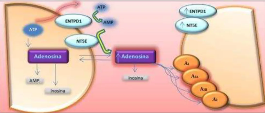 Figura 1.3.  Adenosina em condições patológicas. Adaptado de Chen et al., 2013. 