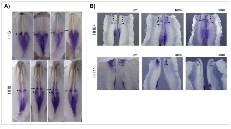 Figure 9. Cyclic HoxB2 expression in the rostral PSM. (A) In situ hybridization of the same-staged embryos reveals dynamic stripes of HoxB2 expression in the rostral PSM (arrows and arrowheads)