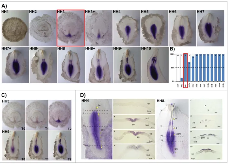 Figure 1. HoxB1 expression patterns. (A) HoxB1 gene expression evaluated by in situ hybridization during early chick development