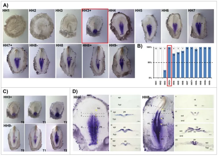 Figure 2. HoxB2 expression patterns. (A) HoxB2 gene expression by in situ hybridization during early chick development