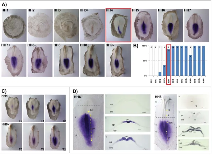 Figure 3. HoxB3 expression patterns. (A) Evaluation of HoxB3 gene expression by in situ hybridization