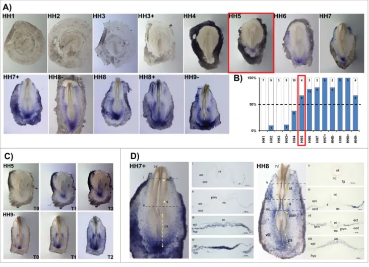 Figure 4. HoxB5 expression patterns. (A) Evaluation of HoxB5 gene expression by in situ hybridization