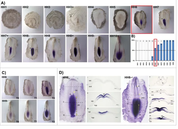 Figure 5. HoxB8 expression patterns. (A) Evaluation of HoxB8 gene expression by in situ hybridization