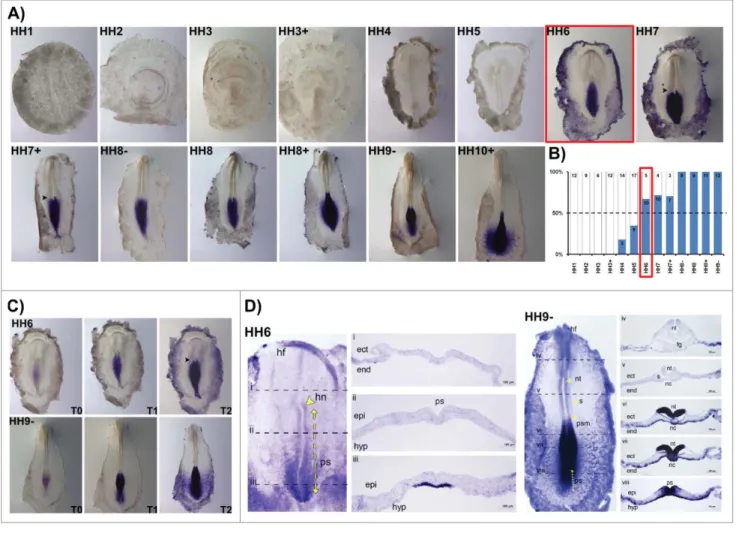 Figure 6. HoxB9 expression patterns. (A) Evaluation of HoxB9 gene expression by in situ hybridization