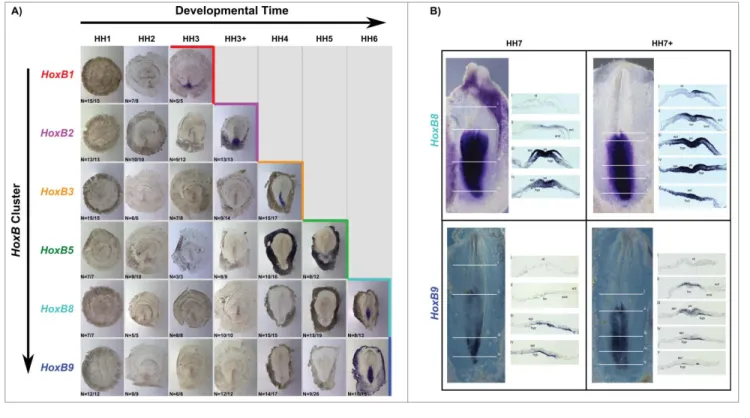 Figure 7. Temporal collinearity of HoxB cluster activation in the early chick embryo. (A) HoxB cluster expression by in situ hybridization evidences tempo- tempo-ral collinearity of gene expression activation