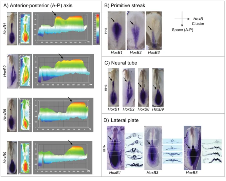 Figure 8. Spatial collinearity of HoxB cluster gene expression evidenced by in situ hybridization