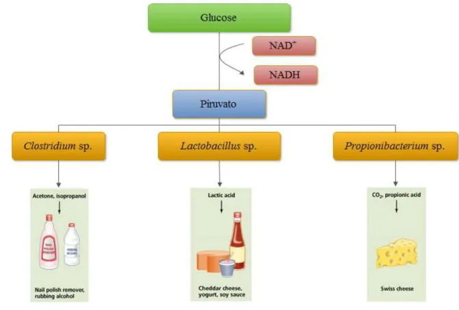 Figura  1  –  Aplicação  dos  metabolitos  provenientes  da  fermentação  de  glucose  a  partir  de  bactérias  anaeróbias (Adaptado de Fulks, 2011)  