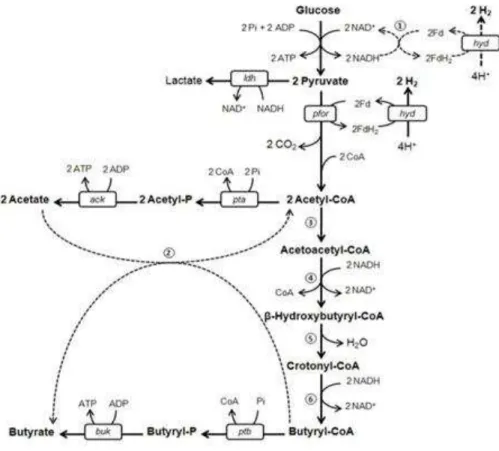 Figura 3  – Vias metabólicas da fermentação de glucose por  C. butyricum  e  C. tyrobutyricum  (Adaptado  de Cai, Jin, Saint &amp; Monis, 2011; Lee  et al ., 2008; Zhang  et al ., 2009) 