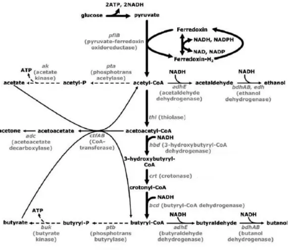 Figura 4 – Via metabólica da fermentação de glucose por  Clostridium acetobutylicum  (Adaptado de Lee  et al ., 2008)