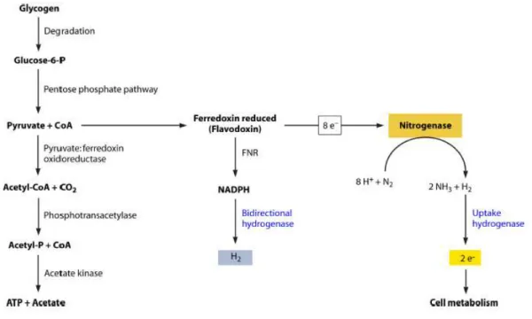 Figura  4  –  Processo  de  obtenção  de  hidrogénio  por  nitrogenases  e  hidrogenases  em  cianobactérias  (Retirado de Bothe, Schmitz, Yates &amp; Newton, 2010)  