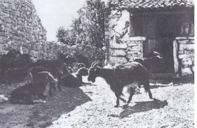 Figura 43 – Reprodução de fotografia, anterior ao ano de 1950, de uma casa com &#34;alpendre de pial&#34; em  Aljustrel  [Abrantes, Joaquim Roque (1993)]