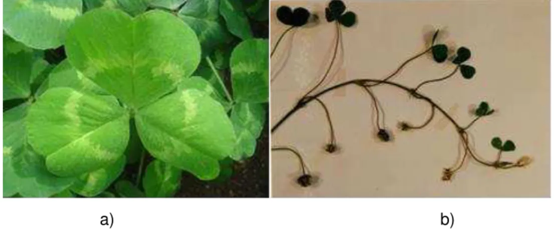Figura  3   -  Trifolium  subterraneum:  a)  folha  de  T.  s.  brachycalicinum;  b)  desenvolvimento  da  semente  com alteração da orientação do pedúnculo em T