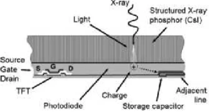 Fig. 6 - Corte transversal de um detetor de TFT indireto de CsI (20)