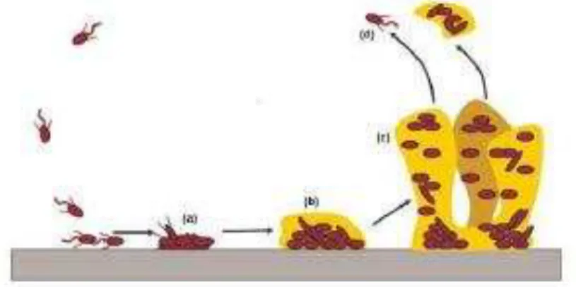 Figura 13 - Etapas da formação do biofilme: a) adesão e colonização; b) adesão irreversível; c)  maturação e d) separação e dispersão das células do biofilme