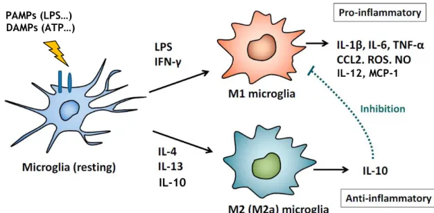 Figure 2. Classically M1 and alternatively M2 activated microglial cell phenotypes. M1 microglial cells  are polarized by IFN-γ and LPS and then produce pro-inflammatory cytokines and oxidative metabolites