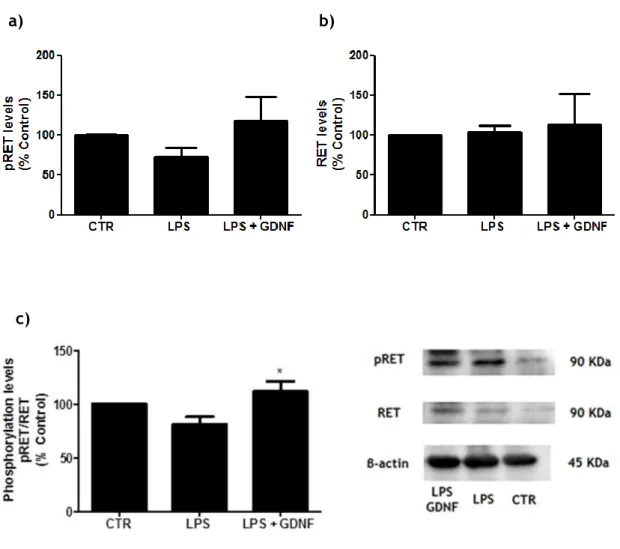 Figure  9.  Analysis  of  GDNF-mediated  activation  of  RET  signalling  in  midbrain  microglia  cultures