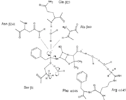 Figure 6 Scheme of the intermediary step of the hydrolysis of PG (Alkema et al. 2000)