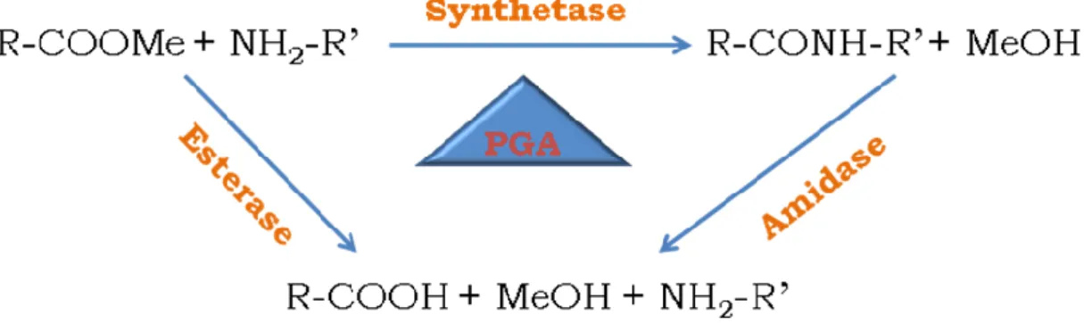 Figure  8  Scheme  of  the  possible  functions  of  PGA  when  using  a  kinetically  controlled  reaction
