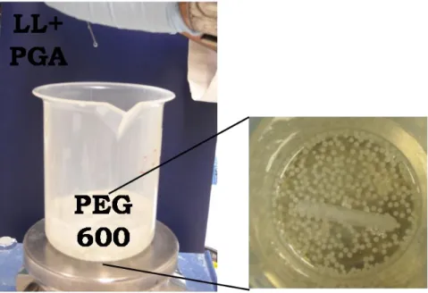Figure 11 Immobilization technique, dropping the PGA_PVA solution into PEG 600. 