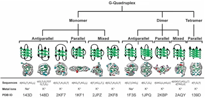 Figure 2 – Different G4 structures, according to number of strands, strand polarity, and ion channel nature