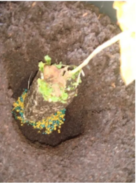 Fig. 3 - Adubo localizado no fundo  da cova.