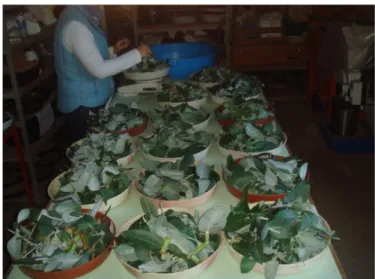 Fig. 8 - Pesagem das plantas para a quantificação da  biomassa.