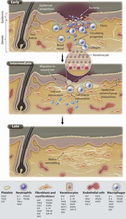 Figura 1 – Mecanismo molecular e celular de regeneração normal 