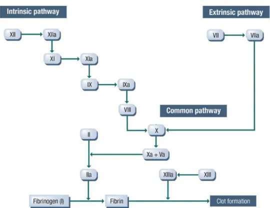 Tabela 1 – Principais componentes do processo de coagulação, a sua activação e função