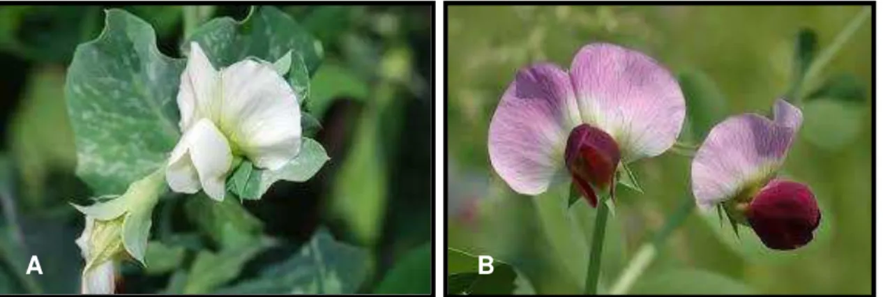 Fig. 2  –  Planta de P. sativum var. sativum L. (A) planta de P. sativum var. arvense L