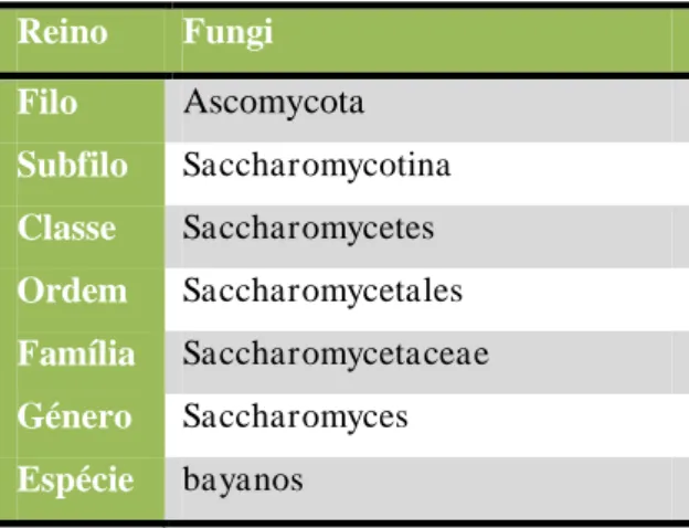 Tabela 6 - Classificação taxonómica da levedura QA23 