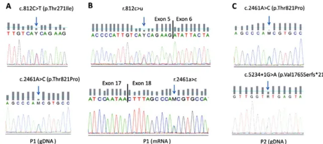 Fig. 3. Genetic studies performed in both patients. (A) gDNA sequencing results showing the two novel LAMA2 mutations (arrows indicate changes) detected in heterozygosity in patient 1 (P1)