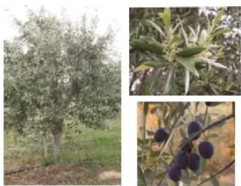 Figura 1. Olea europaea L. inflorescência e fruto da oliveira  (adaptado de Hashmi et al., 2015)