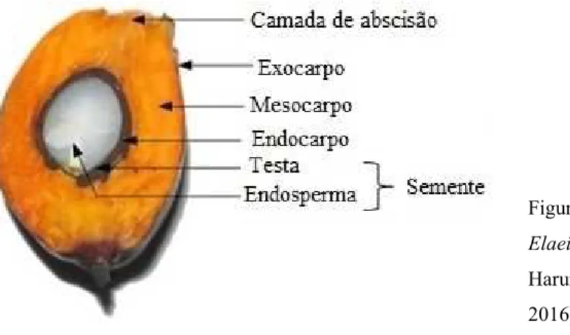 Figura 7. Corte transversal do fruto da  Elaeis guineensis Jacq. (adaptado de  Harun, Che Yunus, Ismail, &amp; Morad,  2016) 