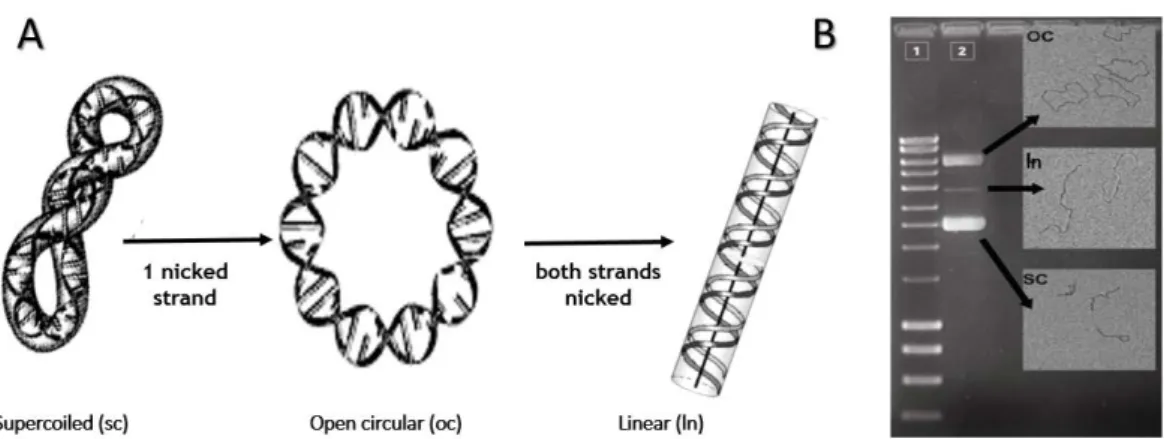 Figure 3: Plasmid topologies: A - Schematic representation; B- Agarose gel electrophoresis with electron  microscopy images (adapted from Molloy et al., 2004)