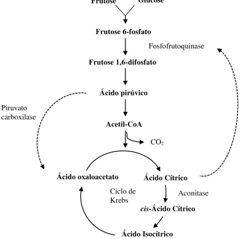 Figura 4 - Representação da reação metabólica da produção de ácido cítrico  por Aspergillus niger