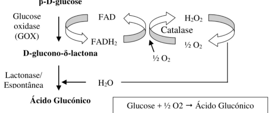 Tabela 5 - Resumo das condições de fermentação para produção do ácido glucónico utilizando Aspergillus  niger (Ramachandran et al., 2006; Roehr et al., 1996; A