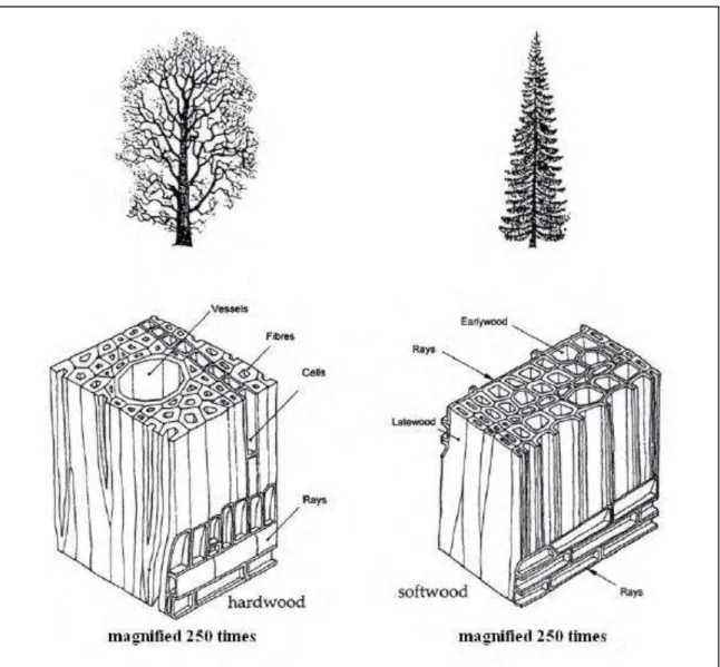 Figura 12 – Estrutura microscópica de madeira resinosa e de madeira folhosa. [LEONARDO  DA VINCI, 2008]; 